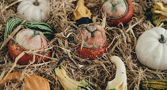 food photography of vegetable on hay thumbnail