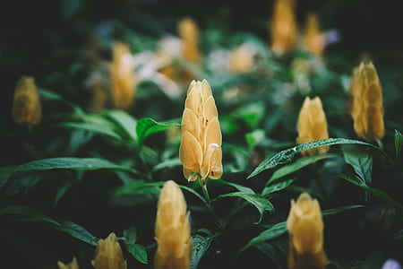 nature, petals, blur, leaves thumbnail