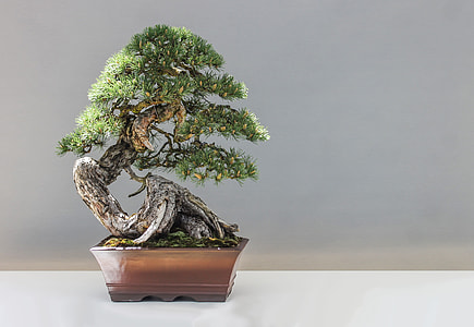 green bonsai tree on brown pot on top of white surface thumbnail