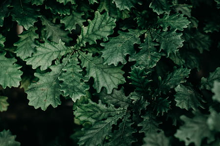 Closeup Photo of Green Leaves thumbnail