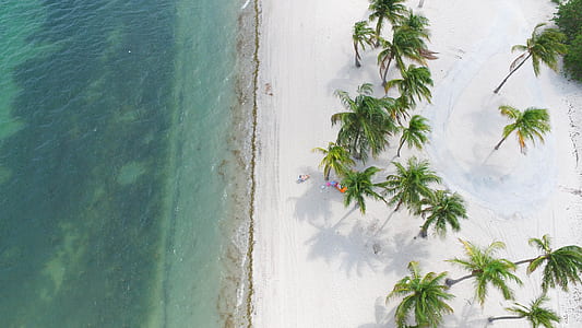 aerial photo of seashore near coconut trees thumbnail