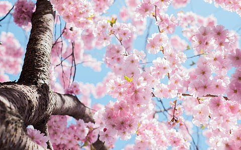 pink flowers thumbnail