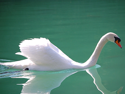 swan on body of water during daytime thumbnail