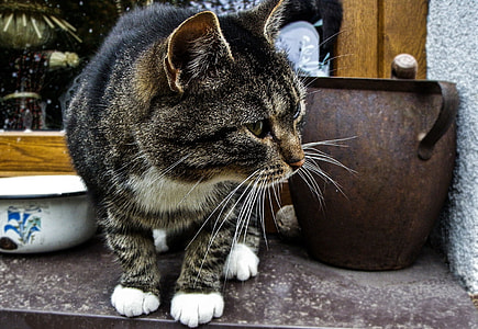 closeup photo of brown tabby cat near the pot thumbnail