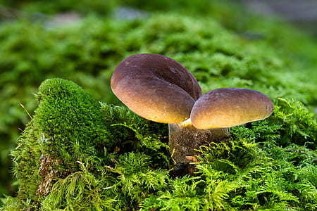 selective focus photo of brown mushroom thumbnail