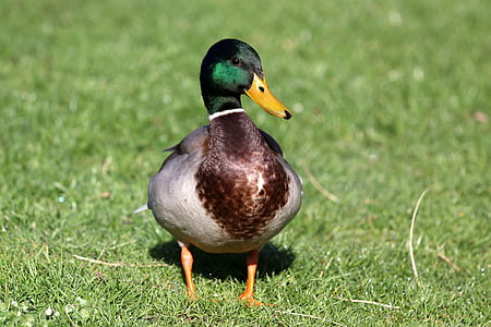shallow focus photography of mallard duck on grass field thumbnail