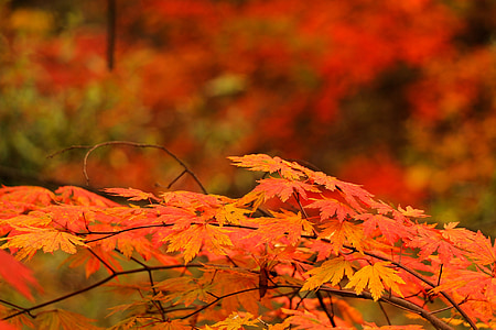 close-up photo of maple leaf during autumn thumbnail