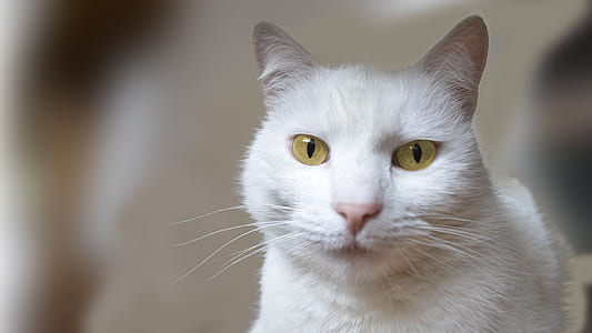 selective focus photography of short-haired white cat thumbnail