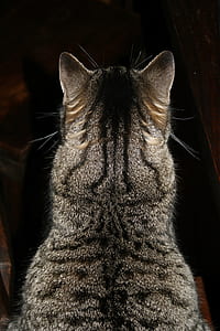 silver Tabby cat thumbnail