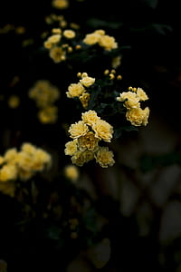 yellow petaled flower in selective focus photography thumbnail