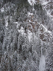 Photography of Conifers Covered with Snow thumbnail