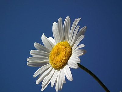 selective focus photography of white daisy flower thumbnail