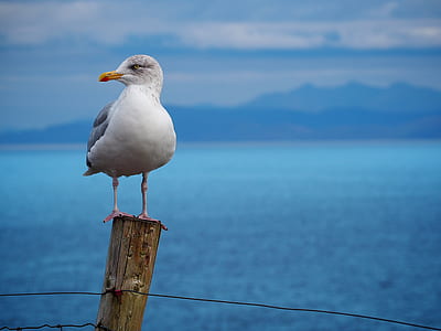 bird perching on brown stick thumbnail