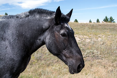 black horse on green grass field thumbnail