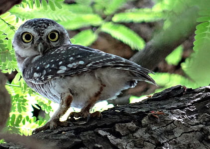 white and gray owl perched on tree trunk near leaf thumbnail