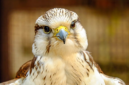 closeup photography of white and brown eagle thumbnail