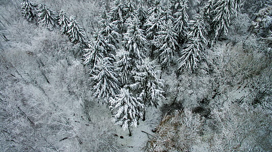 pine tree covered by snow thumbnail