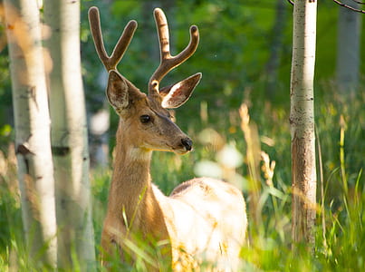 shallow focus photography of brown deer thumbnail
