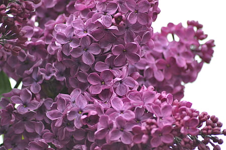 purple lilacs thumbnail