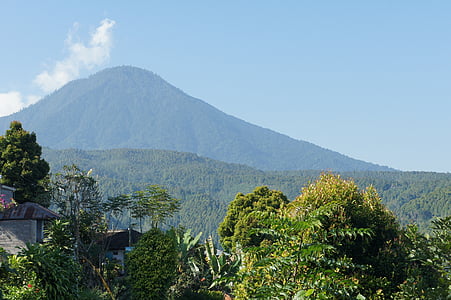 green trees overlooking mountain in the horizon during daytime thumbnail