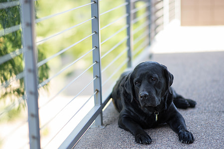 black dog thumbnail