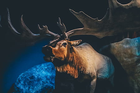 moose illustration thumbnail