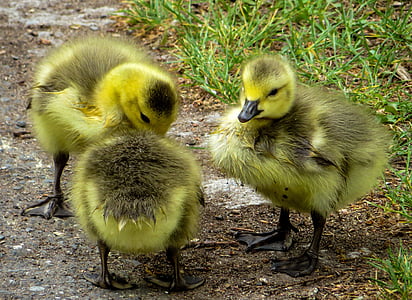 three green-and-gray ducklings thumbnail