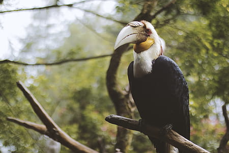 Photo of a Black and White Wreathed Hornbill Perched on a Branch. thumbnail