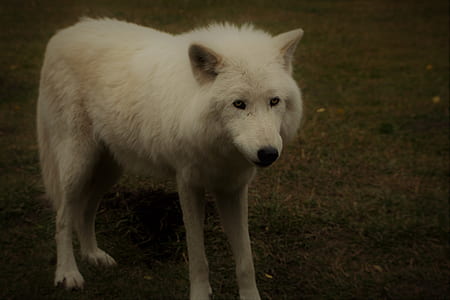 white wolf standing on grass field thumbnail