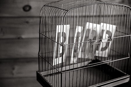 black-and-white, bird, birdcage, cage thumbnail