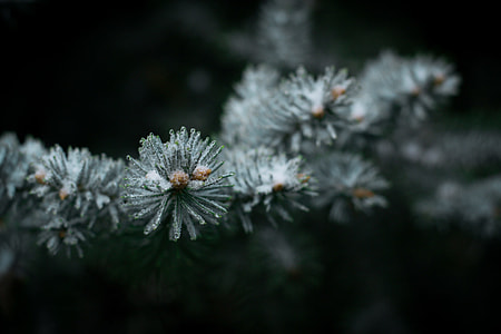 Needles, Tree thumbnail