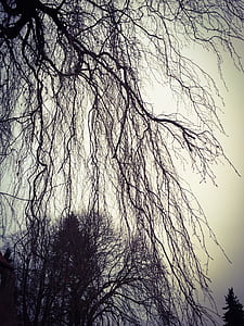 black trees thumbnail