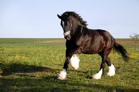 stallion galloping on grass thumbnail