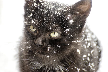 short-fur black cat with snow thumbnail