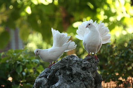 two white pigeons standing on rock thumbnail