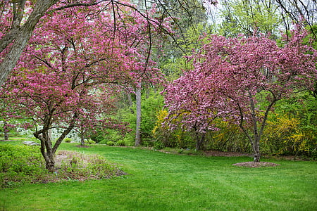 pink blossom trees thumbnail