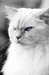 shallow focus photography of white Persian cat thumbnail