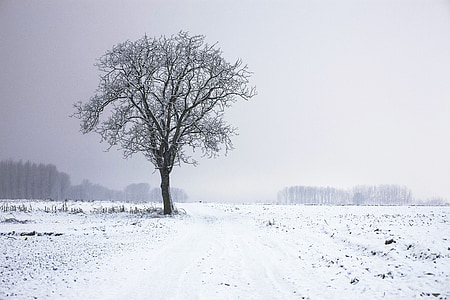 leafless tree covered with snow thumbnail