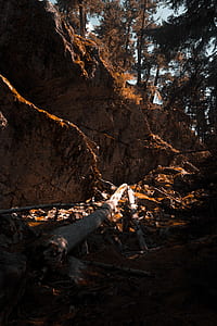 brown tree log on brown sound thumbnail