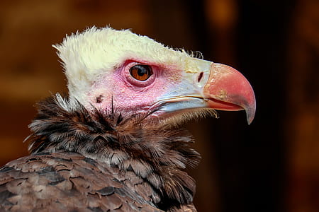 selective focus of white and brown eagle thumbnail