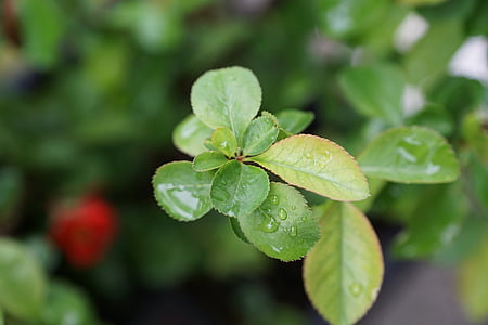 selective focus photography of green lead thumbnail