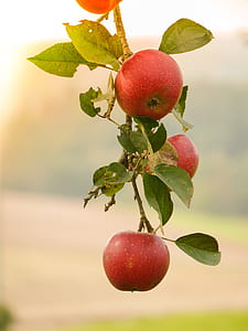 selective focus photography of red apples thumbnail