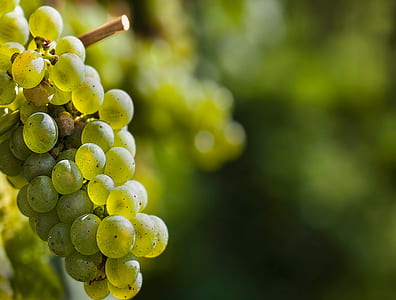 tilt-shift lens photography of green grapes thumbnail