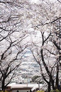 snow-covered trees thumbnail