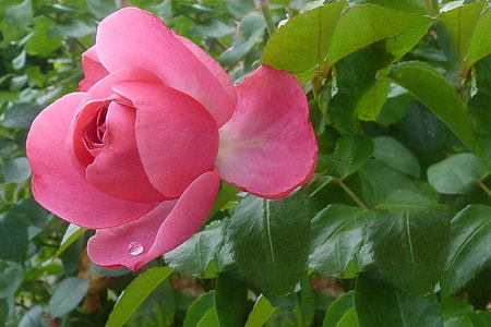 closeup photo of pink rose thumbnail