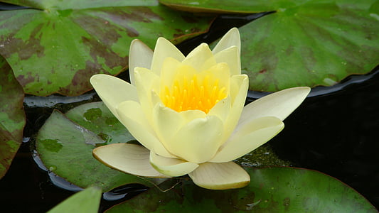 close-up photography of yellow water lily on pond thumbnail