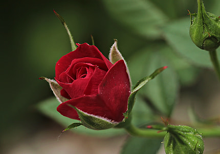 shallow focus photography of red rose thumbnail
