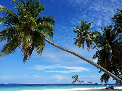 landscape photo of a coconut trees on the seashore thumbnail