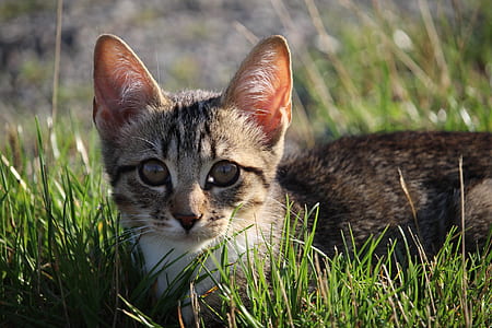 brown Tabby cat thumbnail