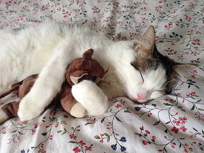 white and gray cat lying on white, blue, and red floral textile thumbnail